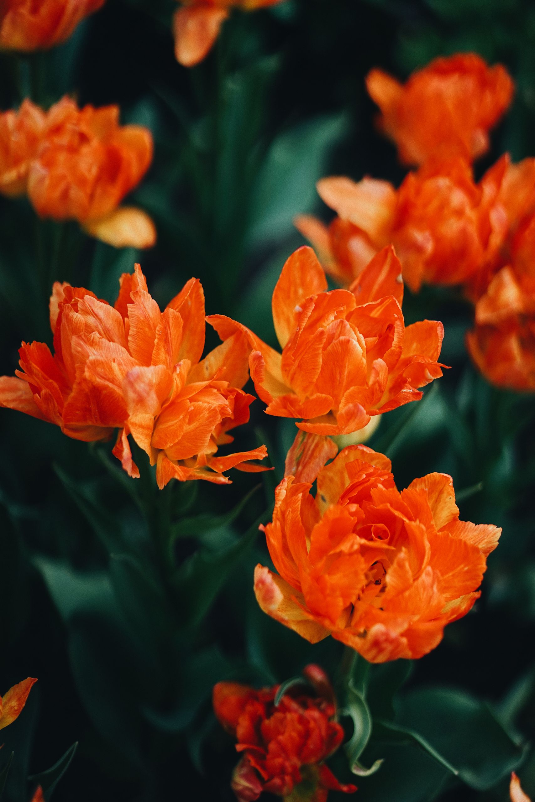 Close-up view of vibrant orange tulips blossoming in a garden setting, capturing nature's beauty.